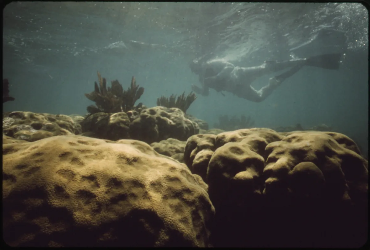 Snorkelers floating at the surface above dark reef formation in clear Key Largo water